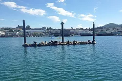 ONE BIG FAMILY: The sea lions of Morro Bay were rambunctious on this beautiful Sunday. They were unrelenting in their sparring and barking. - PHOTO BY PETER JOHNSON