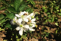 POLLINATOR:  Bees buzz along the rows of berry trellises between Linn&rsquo;s farm store and Santa Rosa Creek Road. - PHOTO BY CAMILLIA LANHAM