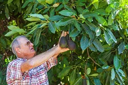 THE THRILL : After more than three decades in the grove, Cayucos avocado farmer Bill Coy is still thrilled to pick a plump, firm Hass avocado at peak season. - PHOTO BY AMANDA ROMERO