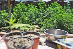 GOING GREEN: Medical marijuana businesses can begin applying for permits to operate in Grover Beach next month, after the City Council approved new zoning and permitting regulations May 15. - FILE PHOTO BY KAORI FUNAHASHI