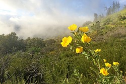 CLOUD COVER:  Swift and nimble fog moves from hilltop to hilltop, allowing sunlight to make an occasional appearance along Zaca Ridge Road on a recent Saturday afternoon. - PHOTO BY CAMILLIA LANHAM