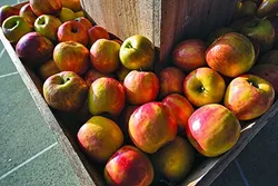 PHOTO COURTESY OF CENTRAL COAST CIDERFEST