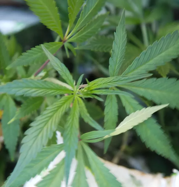 A THIN GREEN LINE Grover Beach is looking for a part-time police detective to help ensure marijuana businesses stay in compliance with local and state laws. - FILE PHOTO