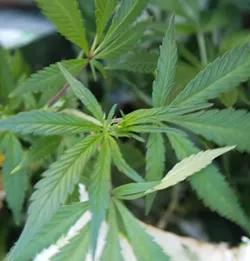 POT RULES
SLO County is on the precipice of enacting local regulations for the burgeoning marijuana industry—but many critical policy questions remain unanswered. - FILE PHOTO