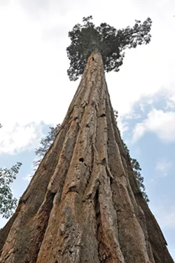 A GIANT Trying to view the top of one of the largest trees on the planet is a gander up 200-plus feet of giant sequoia bark along the Trail of 100 Giants. - PHOTO BY CAMILLIA LANHAM