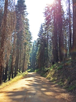 LOOK UP There are giant sequoia trees as far as the eye can see on the trail to Tuolumne Grove. - PHOTO BY RYAH COOLEY