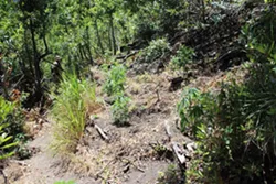 WEED WARNING The SLO County Sheriff's department is urging residents not to confront individuals who operate illegal marijuana grows like the one pictured above. - PHOTO COURTESY OF THE SLO COUNTY SHERIFF'S OFFICE