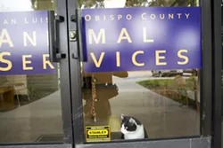 SHELTER DILEMMA Facing $4.4 million in costs to help SLO County construct a new animal shelter, the cities of Paso Robles and Atascadero are mulling building their own facility in North County. - FILE PHOTO BY JAYSON MELLOM