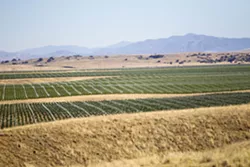 DEVELOPING PROBLEM Wildlife biologists say that encroachment from humans typically impacts wild animal populations, noting that land developed for vineyards and other areas with high fences seems to have a negative effect on deer population. - PHOTO BY JAYSON MELLOM