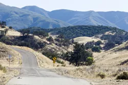 NORMAL FLUCTUATIONS While the statewide deer population may be on the decline, Winston Vickers, an associate veterinarian at the Wildlife Health Center at UC Davis and the co-principal investigator of the Southern California Mountain Lion Project, says that these numbers vary year to year and zone to zone. That could be significant in the Los Padres National Forest, which encompases nearly 3,000 square miles and stretches from Ventura to Monterey counties. - PHOTO BY JAYSON MELLOM