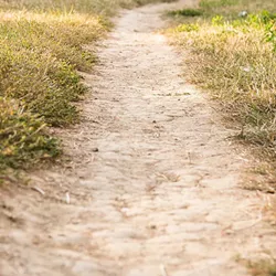 OUTBREAK Valley Fever is up 36 percent in SLO County compared to last year and has caused five deaths. - PHOTO COURTESY OF SLO COUNTY