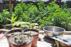 COMING INTO FORM? The state released a set of regulations for the emerging marijuana industry on Nov. 16, but counties like San Luis Obispo are considering tighter restrictions, like a ban on outdoor cannabis grows for personal or caregiver use. - FILE PHOTO