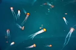 BLOOMIN' JELLIES This year was the first year in several that a bloom of jellyfish found its way into the Monterey Bay, a sign, some say, of a healthy aquatic environment. - PHOTO BY CAMILLIA LANHAM