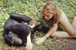 PRIMATES Explore the life and work of world famous chimpanzee researcher Jane Goodall in the documentary Jane. - PHOTO COURTESY OF NATIONAL GEOGRAPHIC STUDIOS