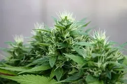 IT’S OFFICIAL The SLO County Board of Supervisors adopted a cannabis ordinance on Nov. 27 that allows 141 growers to register to cultivation permits next year. - FILE PHOTO