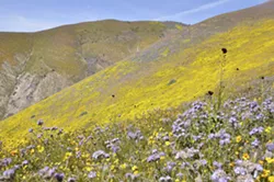 UNDER REVIEW President Donald Trump ordered Interior Secretary Ryan Zinke in April to review the statuses, boundaries, and protections of 27 national monuments—including SLO's Carrizo Plain. - FILE PHOTO BY CAMILLIA LANHAM