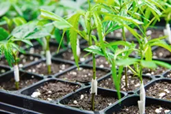 RED TAPE SLO County supervisors will take another look at its cannabis ordinance as more than 30 local growers are barred from receiving state licenses under the local regulations. - FILE PHOTO