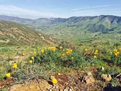 APRIL SHOWERS If we get rain, the top of Reservoir Canyon could look like it did in 2016, covered in wildflowers with green all around. - PHOTO BY CAMILLIA LANHAM