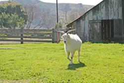 HAPPY GOATS COME FROM CAMBRIA Chet and Betty are Stolo Family Vineyards' unofficial mascots. The fainting goats graze near the tasting room, not far Cambria's rugged, pristine coastline. - PHOTO BY HAYLEY THOMAS CAIN