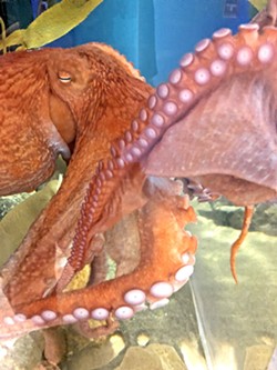 MEET JOAN This giant Pacific octopus was donated by a local fisherman and will be returned to the ocean in about a year. She's really active and is as intelligent as a 4-year-old child. - PHOTO BY GLEN STARKEY