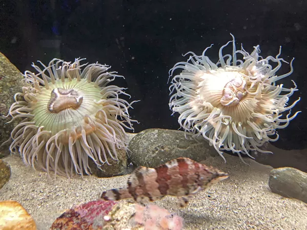 BEAUTIFUL While some sea anemones are poisonous to humans, these ones aren't, but they still shouldn't be handled. - PHOTO BY GLEN STARKEY