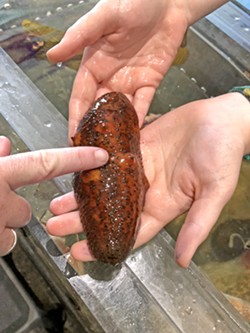 SQUISHY The sea cucumber is one of several exhibits you can touch. Yes, it feels really weird. - PHOTO BY GLEN STARKEY