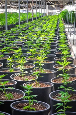 BIG GREENHOUSE This 250,000- square-foot nursery in Nipomo is one of the largest in the county. Per new county regulations, operator CFAM Management Group was forced to downsize its operation and lay off 52 employees. - PHOTO BY JAYSON MELLOM
