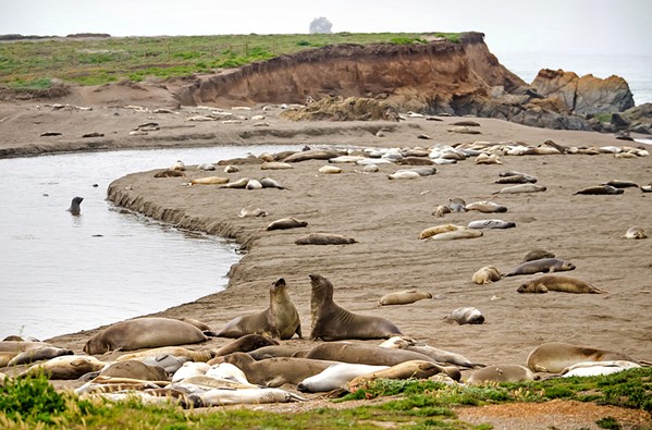 NEW BIRTHPLACE In the last three years, the beach at Arroyo del Corral Creek has morphed into a birthing spot for elephant seals. State Parks is proposing a campground less than 100 yards from the sand. - PHOTO BY JAYSON MELLOM