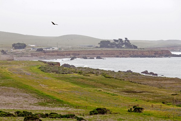 the Piedras Blancas Motel site into a campground, cabins, and refurbished motel rooms. - PHOTO BY JAYSON MELLOM