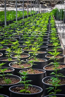 EMERALD CITY Grover Beach is a step closer to allowing commercial cannabis businesses to sell and manufacture recreational cannabis products. - FILE PHOTO BY JAYSON MELLOM