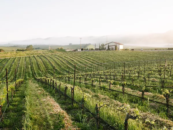 PRACTICES FOR THE LONG HAUL Chamisal Vineyards in the Edna Valley is SIP Certified in both the vineyard and the winery, something only one other winemaker can claim—Niner Wine Estates in Paso Robles. - PHOTO COURTESY OF CHAMISAL VINEYARDS