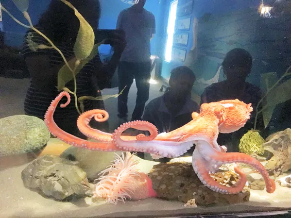 SPLASHING GOOD TIME Joan the octopus has found her temporary home at the Central Coast Aquarium. - PHOTO BY KAREN GARCIA