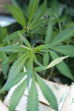READY TO ROLL Arroyo Grande is dropping its local permitting requirements for cannabis delivery services. Soon, any delivery business with a state license will be able to operate in the city. - FILE PHOTO