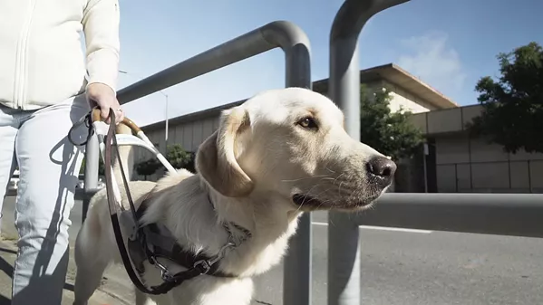 GOOD DOG! Pick of the Litter follows a litter of puppies from birth, through training, and onto their work as Guide Dogs for the Blind. - PHOTO COURTESY OF KTF FILMS