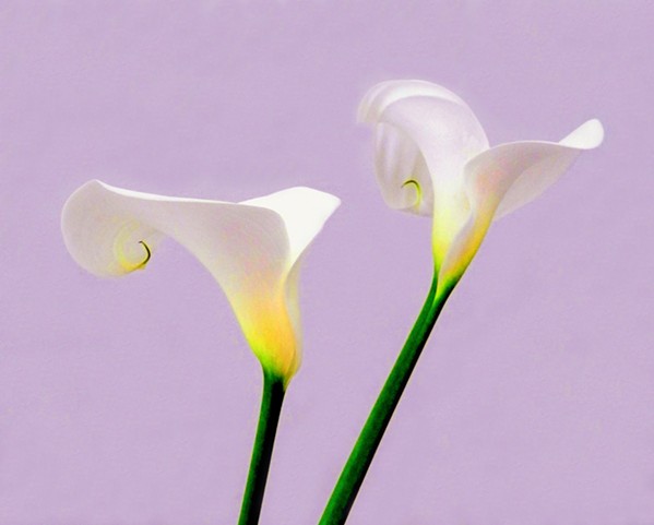 STILL LIFE Close-up shots and a light hand in Photoshop give Niley Harel's photos, such as Calla Duo, an almost otherworldly look. - PHOTO COURTESY OF NILY HAREL