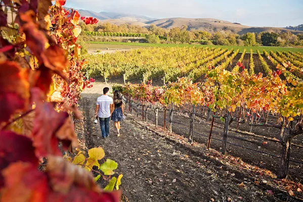 VINE'S PERSPECTIVE Preserving the history of area vineyards means digging deep—not just into the soil, but into garages, attics, and even yard sales—for documents and photos that piece together time, land, and humanity. - PHOTO COURTESY OF SLO WINE