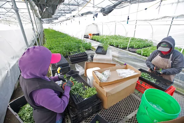 PACKING PLANTS Employees at a cannabis cultivation operation in Nipomo prepare "mother" cannabis plants to be clones. - FILE PHOTO BY JAYSON MELLOM