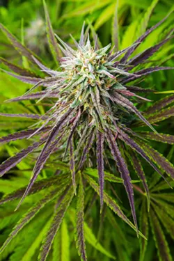 COMPETITION The city of SLO received 12 applications from hopeful cannabis businesses during its application period in January. Only three will receive retail permits based on a competitive point system. - FILE PHOTO BY JAYSON MELLOM