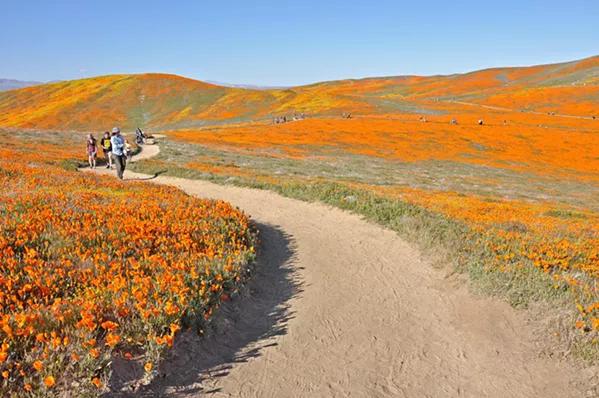 ORANGE GLOW The Antelope Valley Poppy Preserve's 8 miles of trails loop over and around hillsides swathed in poppies from vista point to vista point—you're surrounded by people and flowers. - PHOTOS BY CAMILLIA LANHAM