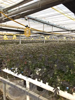 RAIDED Santa Barbara County Sheriff's authorities executed a search warrant at a cannabis grow in Los Alamos with hundreds of thousands of allegedly illegal plants (pictured). Cannabis from the site was being sold at 805 Beach Breaks in Grover Beach, according to sheriff's officials. - PHOTO COURTESY OF THE SANTA BARBARA COUNTY SHERIFF'S OFFICE