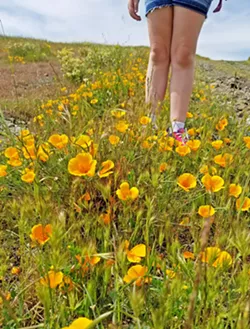 FIELD NOTES My daughter chose to research the state flower for her fourth grade California history project, a choice that prompted us to take a family hike on a sunny April afternoon. - PHOTO COURTESY OF BRET ROOKS