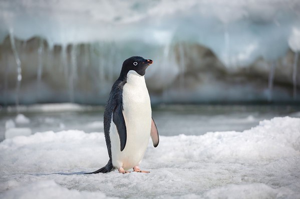 SOLO STEVE Narrated by Ed Helms, Penguins tell the story of an Ad&eacute;lie penguin named Steve, who's on a quest to find a mate and start a family. - PHOTO COURTESY OF DISNEYNATURE