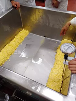 DRAINED Cheddar cheese curds are all that's left after the whey gets separated off. This will be pressed into blocks in a giant press before getting wrapped and refrigerated. - PHOTO COURTESY OF PATRICIA LAI