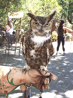 GIVE A HOOT Max, a great horned owl, was found as an orphaned nestling in 1998 and adopted by the Santa Barbara Audubon Society. - PHOTOS COURTESY OF CHRIS LAMBERT