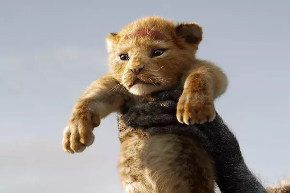 DESTINY Young Simba (voiced by JD McCrary) doesn't yet realize the scope of his responsibilities to come, in The Lion King. - PHOTO COURTESY OF WALT DISNEY PICTURES