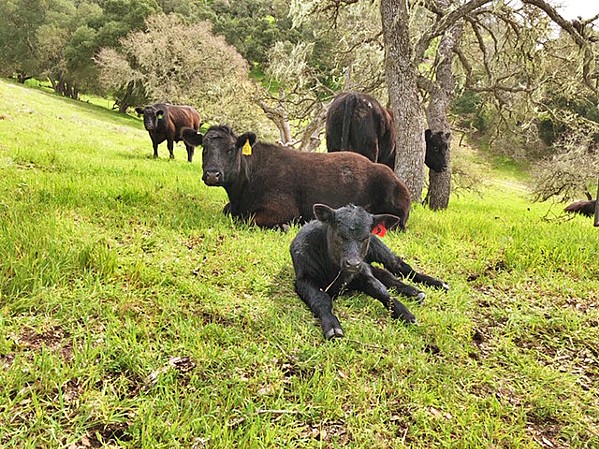 LIVING IT UP Grass-fed/grass-finished ranching is challenging to say the least, Templeton Hills Beef co-owner Will Woolley said, where land value is higher for grape growing versus cattle grazing. - PHOTO COURTESY OF WILL WOOLLEY