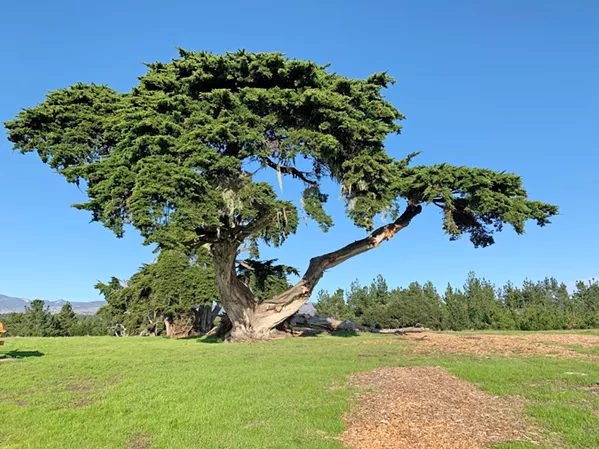 MAJESTIC COMFORT Looking at the expanse, a row of cypress trees pushes back into the Monterey pine and oak forest on the eastern side of the Fiscalini Ranch Preserve. - PHOTOS BY CAMILLIA LANHAM