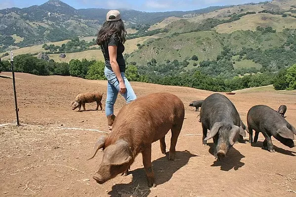 TIGHTER QUARTERS A new animal welfare law could affect the purchase of pork from out-of-state producers - FILE PHOTO COURTESY OF AMY JOSEPH
