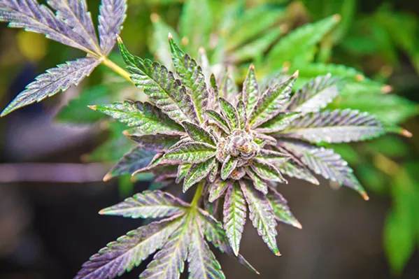 STATE OF CANNABIS A March 24 San Luis Obispo County staff report detailed the local cannabis industry's significant pull on county resources, and outlined new fees to cover the costs. - FILE PHOTO BY JAYSON MELLOM