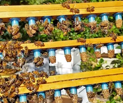 TEAMWORK Working together, the Rose family bees buzz in unison to create some of the area's favorite, pure, natural honey. - PHOTO COURTESY OF CBC